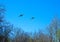 Canada geese flying overhead in spring