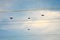 Canada Geese Flying Through Power Lines