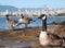 Canada Geese In Front of Vancouver Skyline