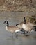 Canada geese on frozen pond