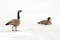 Canada Geese on a Frozen River - Ontario, Canada