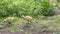 Canada Geese Goslings