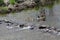 Canada Geese and Goslings & x28;Branta canadensis& x29;