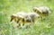 Canada geese goslings strolling in the grass