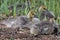 Canada Geese Goslings Taking a Rest