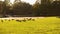 Canada Geese grazing on green meadow.
