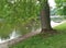 Canada geese having a peaceful swim in the river