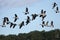 Canada geese landing
