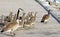 Canada Geese lead their young goslings across the Boardwalk