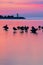 Canada Geese And A Lighthouse Beacon At Sunrise