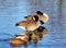 Canada Geese and Mallards on a River