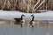 Canada Geese in Marsh