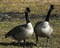 Canada Geese Mated Pair