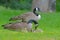 Canada Geese pair with babies in green grass.