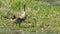Canada geese parents and chicks in a wetland wildlife area in Minnesota in Spring