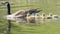 Canada geese parents and chicks in a wetland wildlife area in Minnesota in Spring