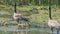 Canada geese parents and chicks in a wetland wildlife area in Minnesota in Spring