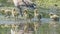 Canada geese parents and chicks in a wetland wildlife area in Minnesota in Spring