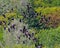 Canada Geese Photo and Image. Flock of birds. Flying birds. Canada Geese flying over evergreen trees background in their