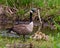 Canada Geese Photo and Image. Goose with gosling babies close-up view in their environment and protecting their baby birds