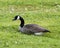 Canada Geese Photo and Image. Resting in a field  with a background and foreground grass,  displaying brown feather plumage, brown