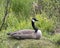 Canada Geese Photo and Image. Resting on grass with blur green background in its environment and habitat surrounding.Picture.