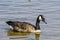 Canada Geese Photo and Image. Swimming in its environment and surrounding habitat, with blur water background in the summer season