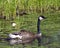 Canada Geese Photo and Image. Swimming in the water with lily pads and foliage background in its environment and habitat