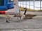 Canada geese rearing chicks in an industrial setting in a lorry park near the River Mersey on Wirral in the UK