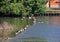 Canada geese on River Derwent, Derby.