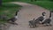 canada geese showing the goslings the way