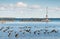 Canada geese at the southern shore of Lake Simcoe in Ontario