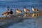 Canada geese standing on an ice ridge