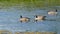 Canada Geese swimming and floating