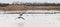 Canada Geese take flight across South Dakota Wetlands