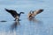 Canada geese taking off from icy lake
