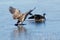 Canada geese taking off from icy lake