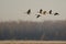 Canada Geese Taking to Flight