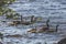 Canada geese and their goslings in the water