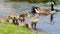 Canada geeses with goslings on riverbed