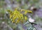 Canada Goldenrod