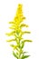 Canada Goldenrod flower or Solidago canadensis isolated on white