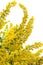 Canada Goldenrod Flowers