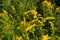 Canada goldenrod, rag weed, ragweed, golden rod or solidago canadensis