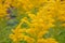 Canada goldenrod, rag weed, ragweed, golden rod or solidago canadensis flowers in summer garden close up with selective focus.