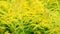 Canada goldenrod, solidago canadensis flower. Magic meadow, home pharmacy.