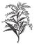 Canada goldenrod or Solidago canadensis vintage engraving