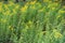 Canada goldenrod with yellow flowers in summer