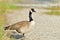 A Canada Goose