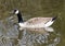 Canada Goose